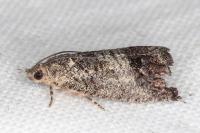 Cydia splendana