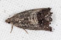 Cydia splendana