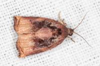 Archips podana