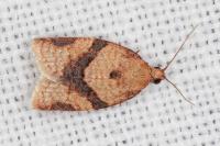 Clepsis consimilana