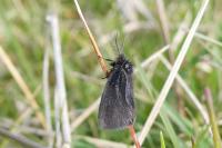 Epichnopterix sieboldii