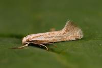 Elachista rufocinerea