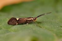 Esperia sulphurella