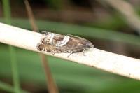 Grapholita jungiella
