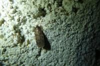 Depressaria albipunctella