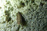 Depressaria albipunctella