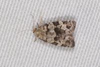 Dichelia histrionana