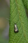 Adela reaumurella