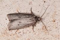 Ditula joannisiana