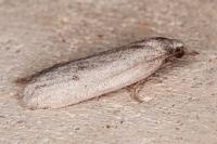 Ditula joannisiana
