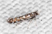 Parectopa ononidis