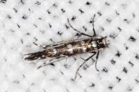Parectopa ononidis