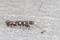 Parectopa ononidis