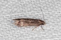 Aproaerema anthyllidella