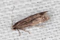 Aproaerema anthyllidella