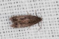 Aproaerema anthyllidella