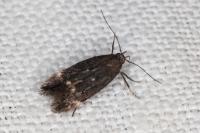 Aproaerema patruella
