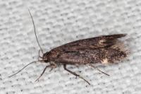 Aproaerema patruella