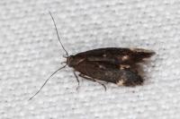 Aproaerema patruella