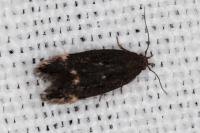 Aproaerema patruella