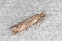 Scrobipalpa acuminatella