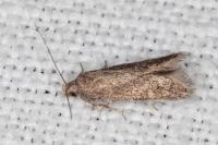 Scrobipalpa acuminatella