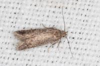 Scrobipalpa acuminatella