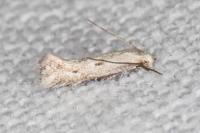 Elachista biatomella