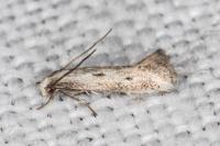 Elachista biatomella
