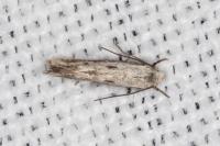Elachista biatomella