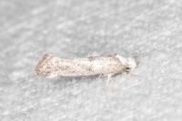 Paraswammerdamia albicapitella