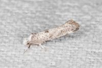 Paraswammerdamia albicapitella