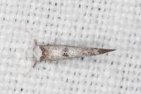 Paraswammerdamia albicapitella