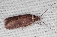 Agonopterix cnicella