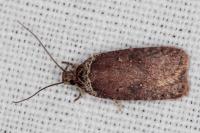 Agonopterix cnicella