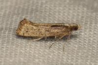 Acrolepiopsis vesperella