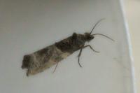 Phaneta pauperana