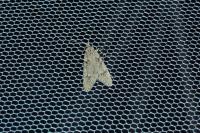 Diurnea fagella