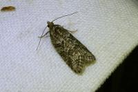 Cnephasia