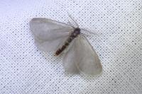 Rebelia plumella surientella