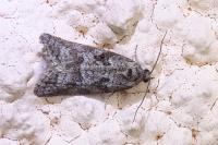 Cnephasia