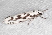 Ethmia pusiella/candidella