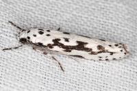 Ethmia pusiella/candidella