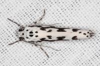 Ethmia pusiella/candidella