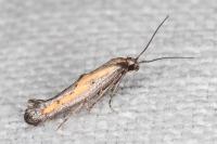 Ochromolopis ictella