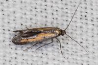 Ochromolopis ictella