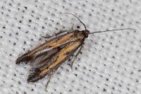 Ochromolopis ictella