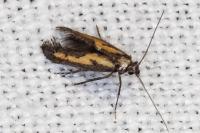 Ochromolopis ictella