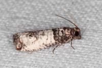 Notocelia incarnatana