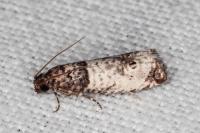 Notocelia incarnatana